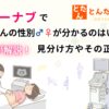 ベビーナブで赤ちゃんの性別♂♀が分かるのはいつ?医師が解説!見分け方やその正確性